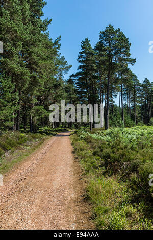 Forststraße und Waldkiefern. Stockfoto