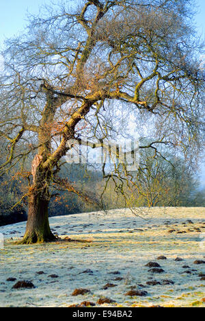 Baum in frostigen Feld Stockfoto