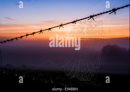 Ein Spinnennetz auf einen Stacheldrahtzaun vor einem hellen Dämmerung Himmel an einem sehr nebligen Morgen. Stockfoto