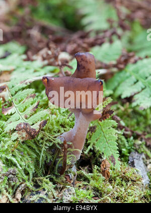 Hooded false Morel Pilz Stockfoto