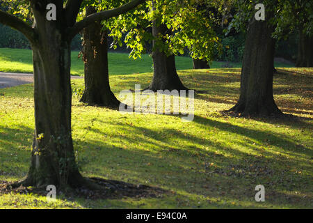 Tiefstehende Sonne auf einen herbstlichen Nachmittag durchschimmern Bäume Stockfoto