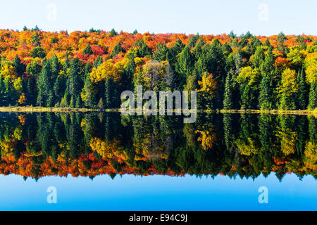 Algonquin Provincial Park Brewer See Herbstfarben. Ontario Kanada Stockfoto