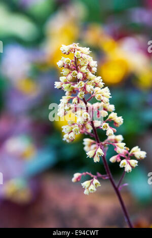 Heuchera 'Blondie' Blume im Herbst. Stockfoto