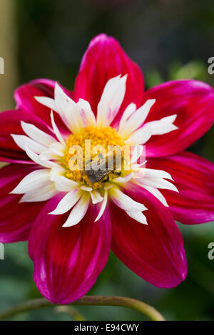 Honigbiene auf Dahlia 'Olivia' Blume. Stockfoto