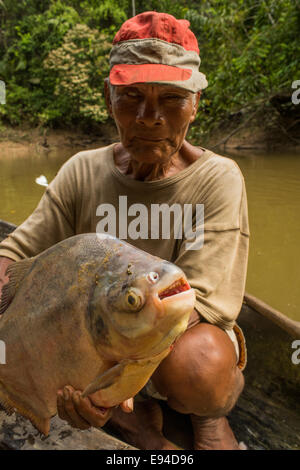 Rotbauch-Pacu-Fische oder Pirapitinga (Piaractus Brachypomus) Stockfoto