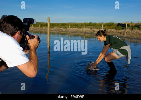 Lagune Fuente de Piedra, Release Flamingos nach Ringe und, Rosaflamingo (Phoenicopterus Ruber misst) Stockfoto