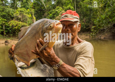 Rotbauch-Pacu-Fische oder Pirapitinga (Piaractus Brachypomus) Stockfoto