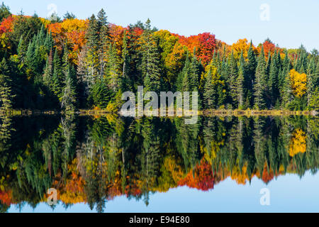 Algonquin Provincial Park Brewer See Herbstfarben. Ontario Kanada Stockfoto