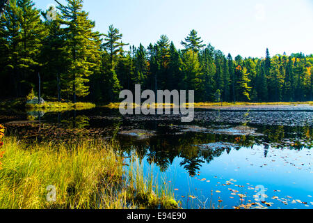 Algonquin Provincial Park Beaver Pond Trail Herbstfarben. Ontario Kanada Stockfoto