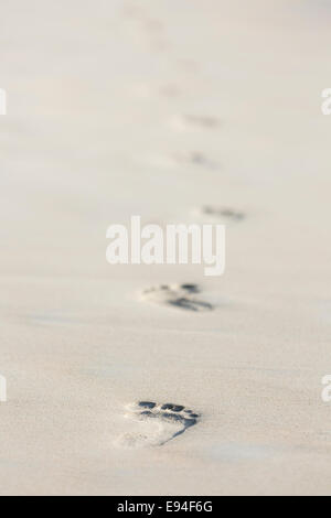 Spuren am Strand von Beau Vallon in Mahe, Seychellen Stockfoto