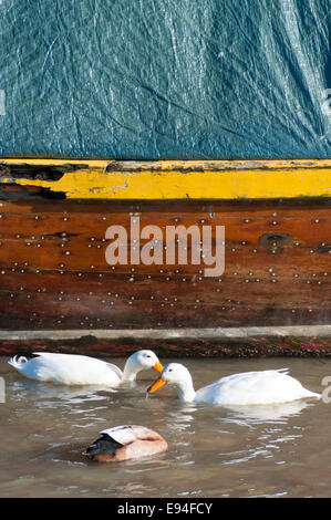 Enten im Wasser im Fluss Meon Mündung in Titchfield Hafen National Nature Reserve in Hampshire im Süden Englands. Stockfoto