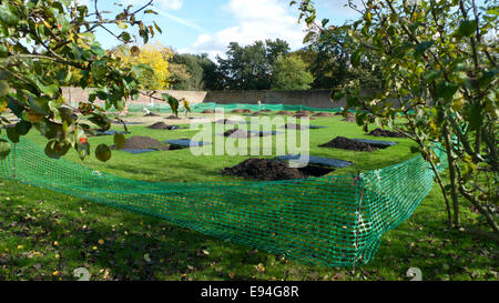 Fulham Palace; London UK. 19. Oktober 2014. Apple Day Feierlichkeiten statt in Fulham Palace. 40 neue Apfelbäume werden im neuen Obstgarten in Fulham Palace Walled Garden gepflanzt werden, wo der Boden vorbereitet wird. KATHY DEWITT/Alamy Live-Nachrichten Stockfoto