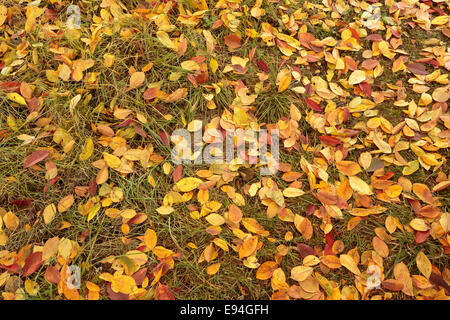 Bunte Herbstblätter farbige Hintergrund - Oktober Kirschbaum Laub Stockfoto