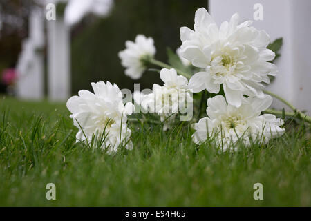 Chrysanthème am weißen Kreuz auf Flanders Field, American Cemetery, Waregem, Belgien. Stockfoto