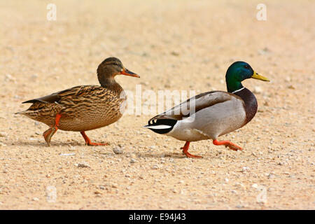 Stockente, männlich und weiblich zu Fuß Stockfoto