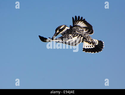 Pied Kingfisher, schweben Stockfoto