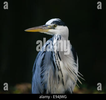 Graureiher Fischen auf UK Kanal close-up portrait Stockfoto