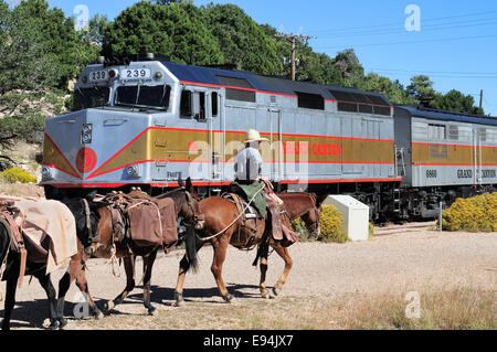 Pack-Maultiere, die Rückkehr von Phantom Ranch am unteren Rand der Grand Canyon-Pass ein Grand Canyon Railways trainieren am South Rim Stockfoto