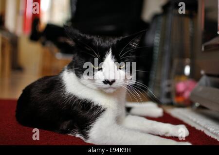 Eine schwarze und weiße Katze liegend auf einem Teppich vor einem Gasfeuer starrt streng an die Kamera Stockfoto