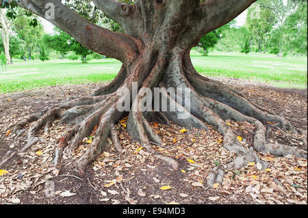 Wurzeln eines alten und großen Baum im park Stockfoto