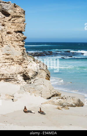 Kolonie von Seelöwen im Seal Bay, Kangaroo Island, South Australia Stockfoto