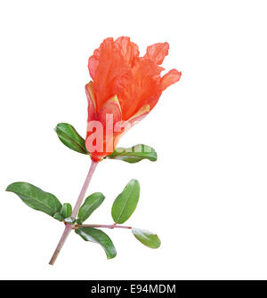 Granatapfel-Blume isoliert auf weißem Hintergrund Stockfoto