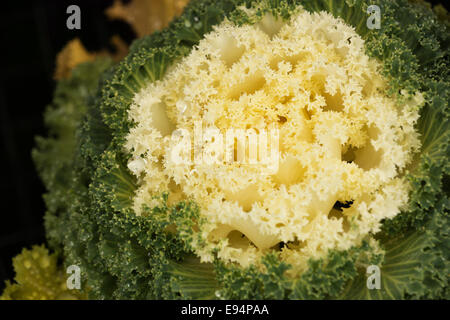 Zier Kohl mit Regentropfen auf den Blättern. Stockfoto