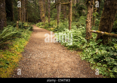 Trail durch alte Treppe Waldfläche, Olympic Nationalpark, Washington, USA Stockfoto