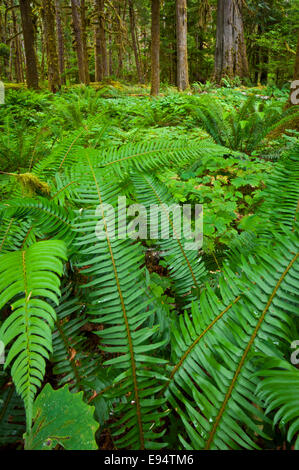 Alte Treppe Waldfläche, Olympic Nationalpark, Washington, USA Stockfoto