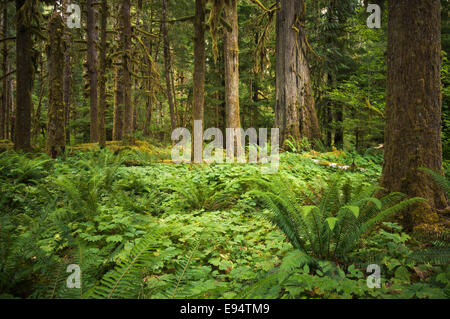 Alte Treppe Waldfläche, Olympic Nationalpark, Washington, USA Stockfoto