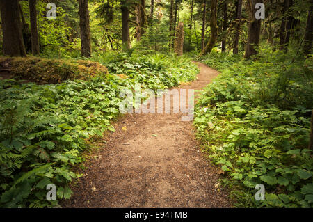 Trail durch alte Treppe Waldfläche, Olympic Nationalpark, Washington, USA Stockfoto