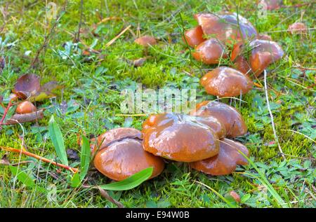 Butterpilz - rutschig Jack 01 Stockfoto