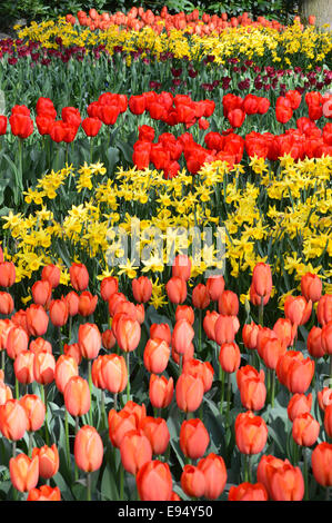 Pfirsich und roten Tulpen mit gelben Narzissen auf dem Display auf Keukenhof Garten Holland Stockfoto
