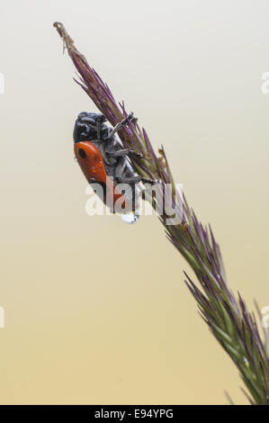 Getreidehähnchen (Clytra Laeviuscula), Deutschland Stockfoto