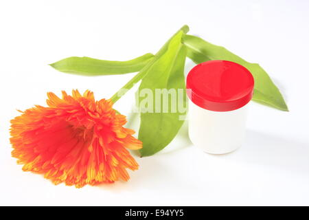 Ringelblumeblume - Calendula Officinalis- Stockfoto
