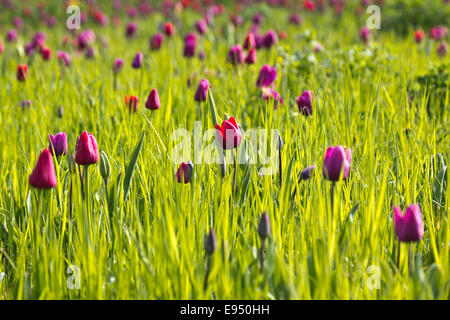 Bereich der Tulpen mit Morgentau Stockfoto