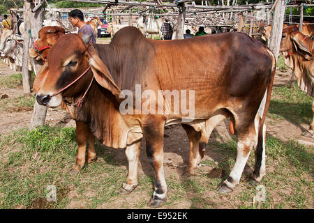 Brahman Rinder oder Zebu-Rinder (Bos Primigenius Indicus), Zucht-Stier, Tiermarkt, San Patong, Provinz Chiang Mai, Thailand Stockfoto