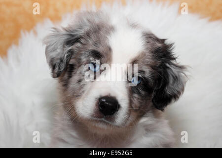 Miniature American Shepherd, Welpen, 6,5 Wochen, Blue Merle, Porträt Stockfoto