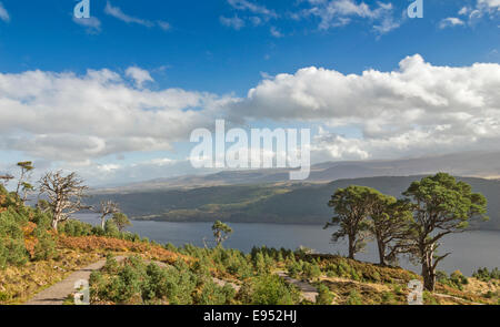 GREAT GLEN WEG ODER PFAD SCHOTTLAND INVERMORISTON IN DRUMNADROCHIT MIT LOCH NESS UND DREI KIEFERN Stockfoto