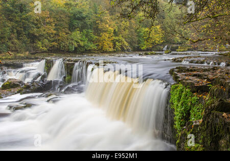 Herbst auf dem Fluß Ure am oberen Aysgarth verliebt sich in den Yorkshire Dales National Park, North Yorkshire, England, UK Stockfoto