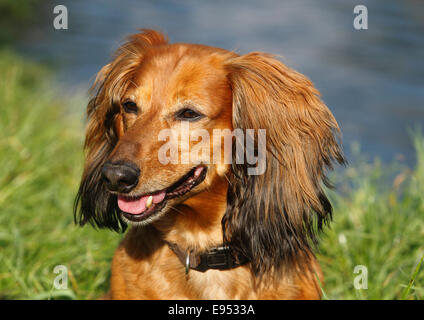 Langhaar Dackel, Rüde, 7 Jahre, North Rhine-Westphalia, Germany Stockfoto