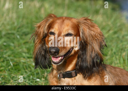 Langhaar Dackel, Rüde, 7 Jahre, North Rhine-Westphalia, Germany Stockfoto