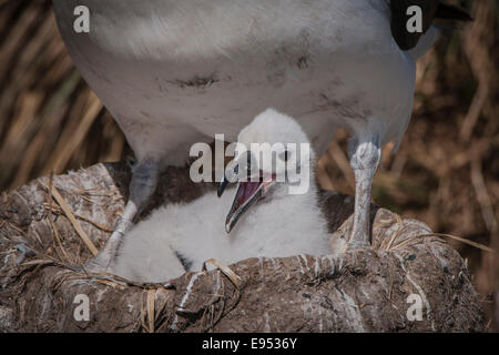 Black-browed Albatros oder Black-browed Mollymawk (Thalassarche Melanophris), Küken, West Point Island, Falkland-Inseln Stockfoto