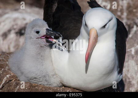 Black-browed Albatros oder Black-browed Mollymawk (Thalassarche Melanophris), Erwachsene mit einem Küken in einem Nest, West Point Insel Stockfoto