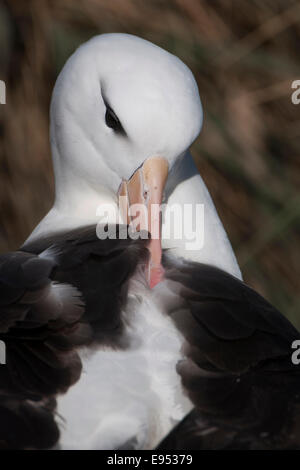 Black-browed Albatros oder Black-browed Mollymawk (Thalassarche Melanophris) seine Federn, West Point Insel Pflege Stockfoto