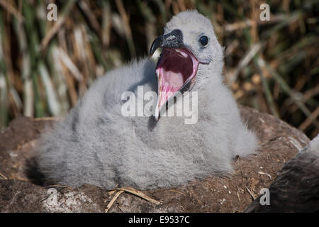 Black-browed Albatros oder Black-browed Mollymawk (Thalassarche Melanophris), Küken auf einem Turm Nest, West Point Insel Stockfoto