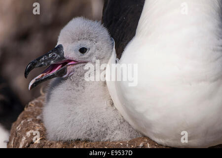 Black-browed Albatros oder Black-browed Mollymawk (Thalassarche Melanophris), Küken sitzen neben einem Erwachsenen in einem Turm nisten Stockfoto