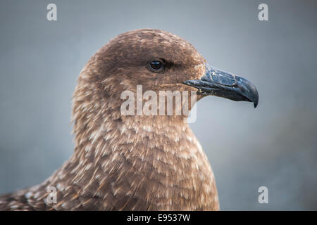 South Polar Skua (Stercorarius Maccormicki), Whalers Bay, Deception Island, Süd-Shetland-Inseln, antarktische Halbinsel Stockfoto