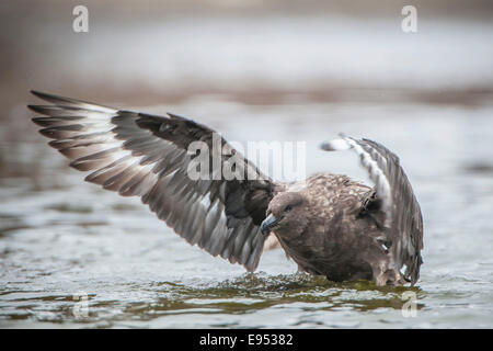 South Polar Skua (Stercorarius Maccormicki) Baden im Süßwasser Teich, Whalers Bay, Deception Island, Süd-Shetland-Inseln Stockfoto