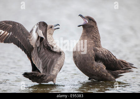 South Polar Raubmöwen (Stercorarius Maccormicki) streiten im Süßwasser Teich, Whalers Bay, Deception Island, Süd-Shetland-Inseln Stockfoto